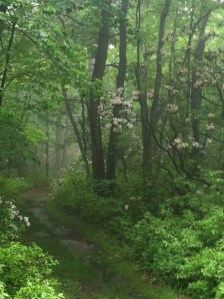 Littering Is Allowed